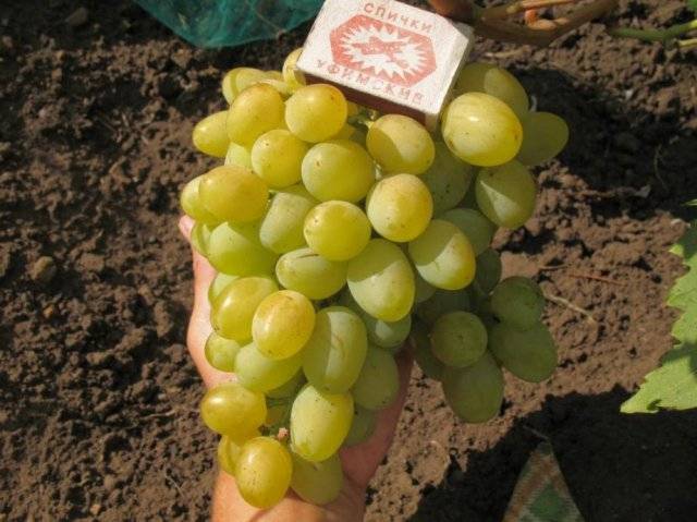 Рабочие ссылки и зеркала кракен